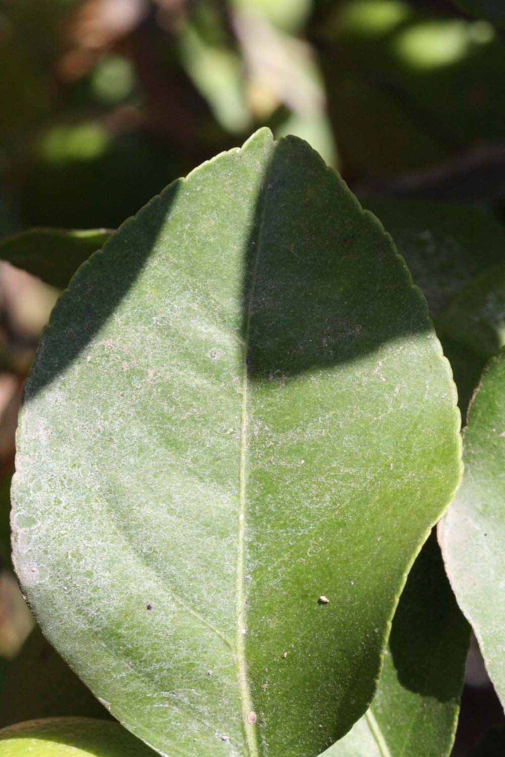              Unifoliolate leaf (Riverside, CA)       
